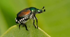 escarabajos japoneses1 - el sensei growshop